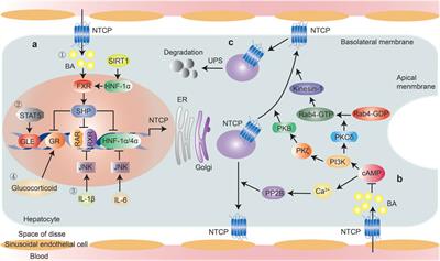 Regulation of the HBV Entry Receptor NTCP and its Potential in Hepatitis B Treatment